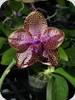 Phal. Mituo Gigan Dragon Litchi